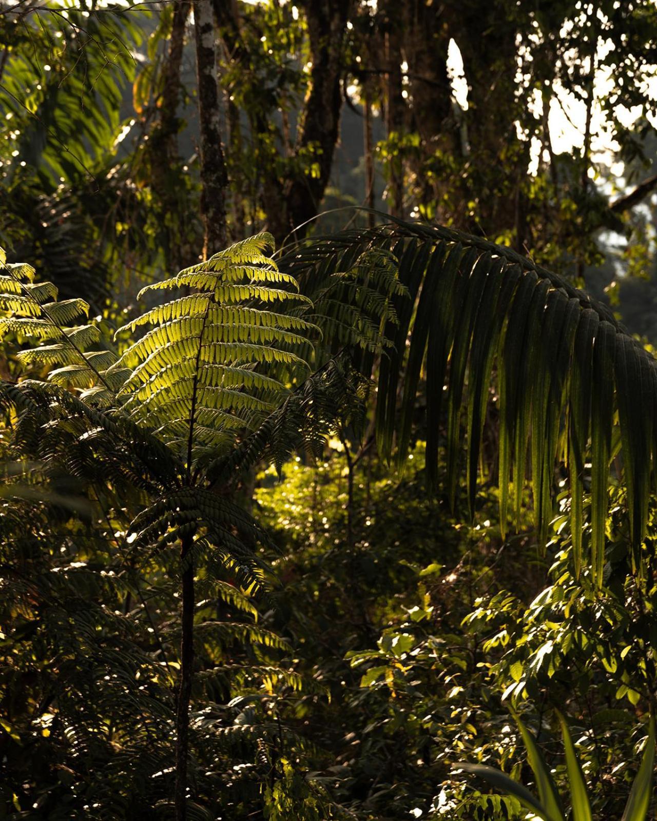 Wild Wasi Lodge - Adventures - Guided Tours Puyo Exterior photo